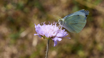 Cabbage white butterfly on purple flower This still life photograph features a close-up view of a Cabbage white butterfly perched on a purple flower, with its wings partially outstretched as it feeds. The image captures the details of the butterfly’s textured wings and the delicate petals of the flowering plant, set against a softly blurred background of green and brown tones. Taken in the morning during the summer season, the photograph highlights the interaction between insects and plants, drawing attention to butterfly behavior in its natural habitat.